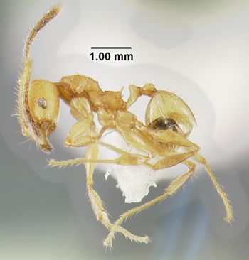 Media type: image;   Entomology 300266 Aspect: habitus lateral view